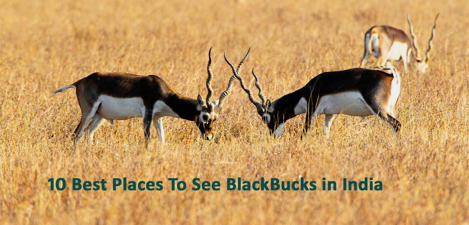Blackbuck-National-Park-